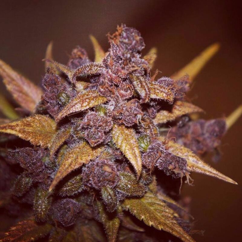 LSD-25 Auto, Фасовка: 10, изображение 5